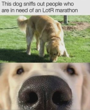 "This dog sniffs out people who are in need of an LotR marathon" Picture of a dog sniffing the ground, then sniffing at the viewer