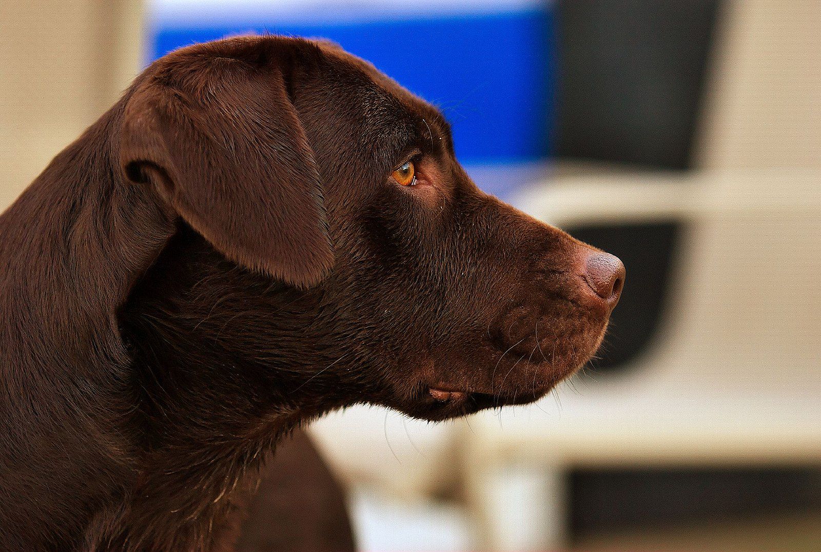 Labrador